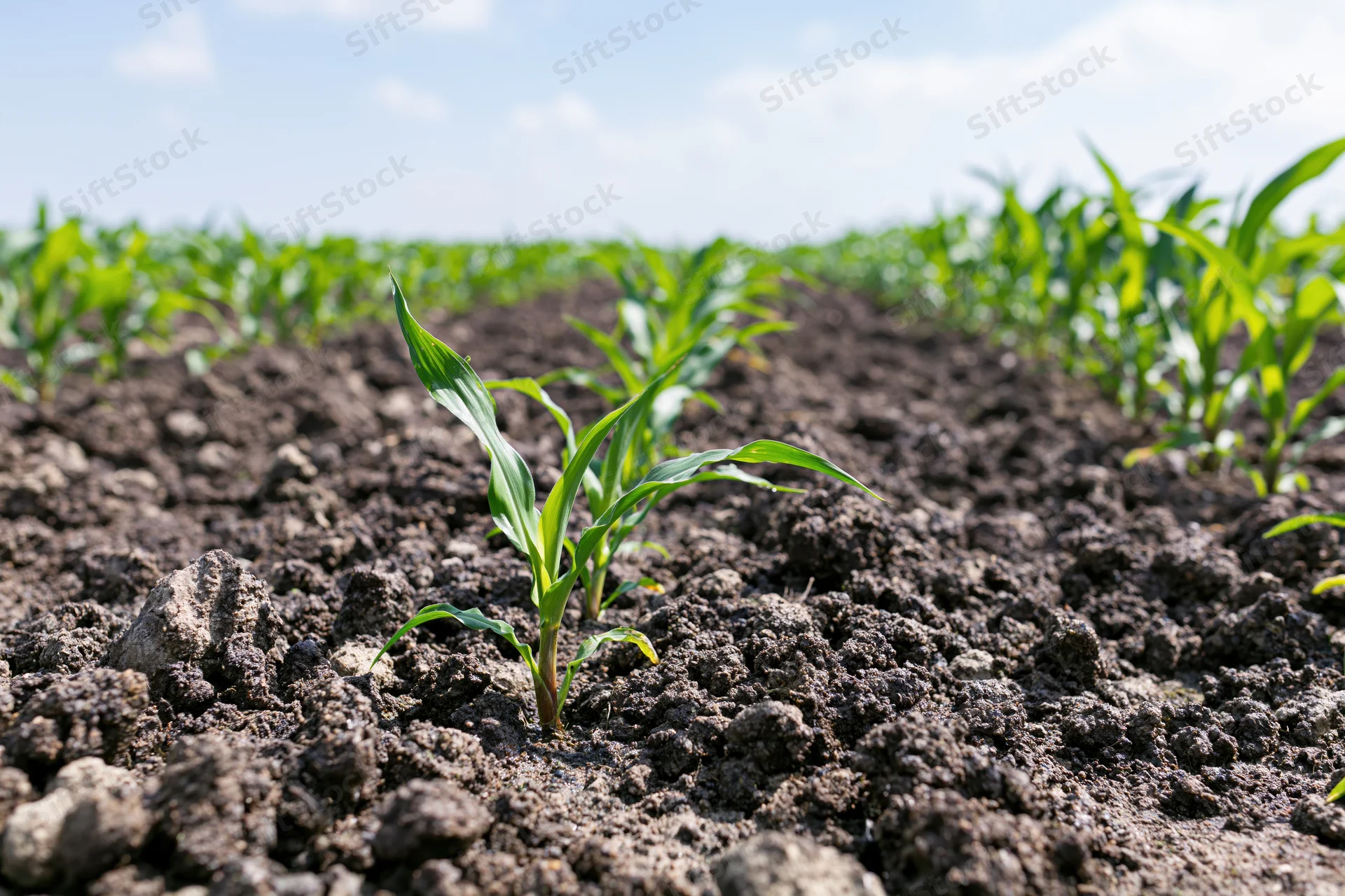 Young corn seedlings emerging from dark soil in a cultivated field under a blue sky