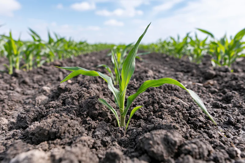 Young corn seedling emerging from dark soil in a field under a blue sky with clouds