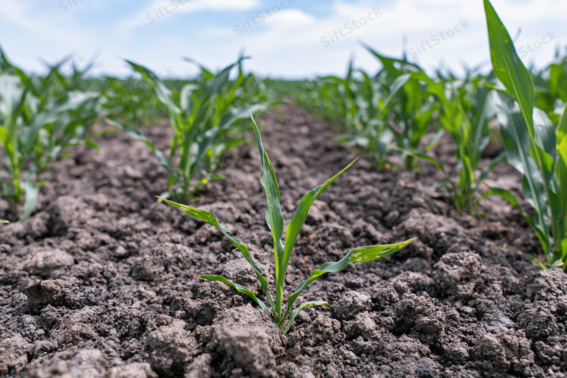 Young corn seedlings emerging from dark soil in a cultivated field