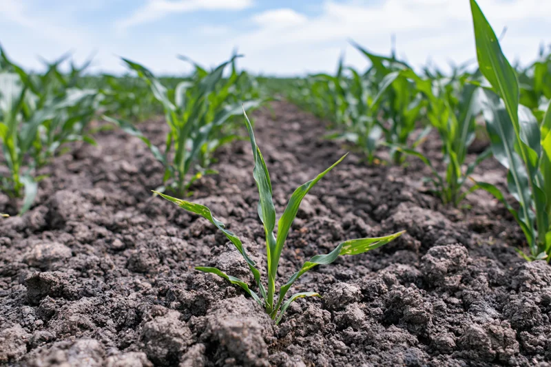 Young corn seedlings emerging from dark soil in a cultivated field