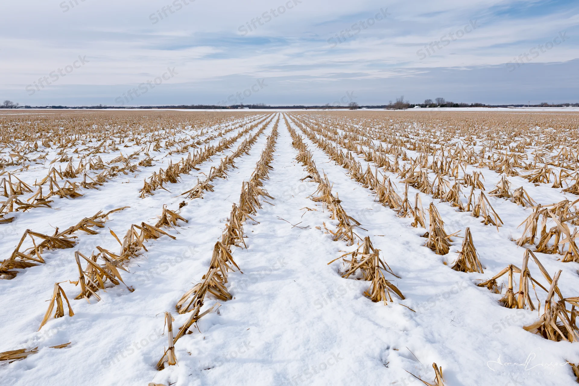 Snow-covered cornfield with rows of stubble stretching to the horizon under a cloudy sky