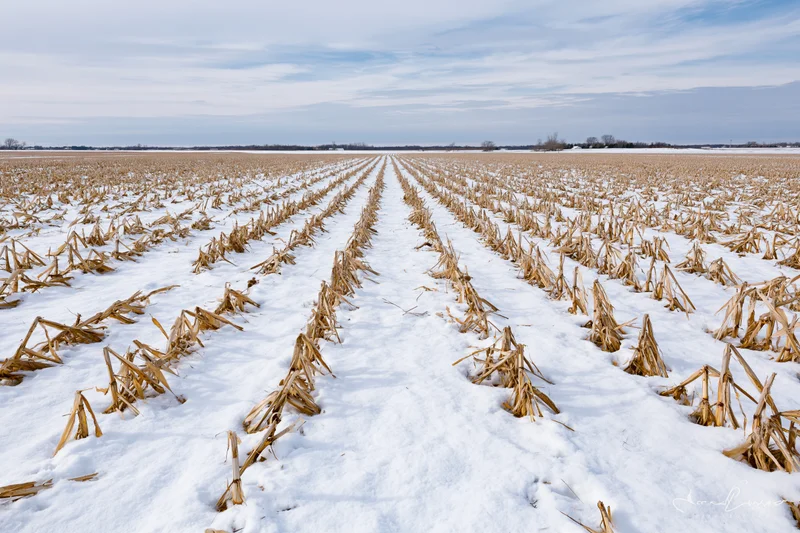 Snow-covered cornfield with rows of stubble stretching to the horizon under a cloudy sky