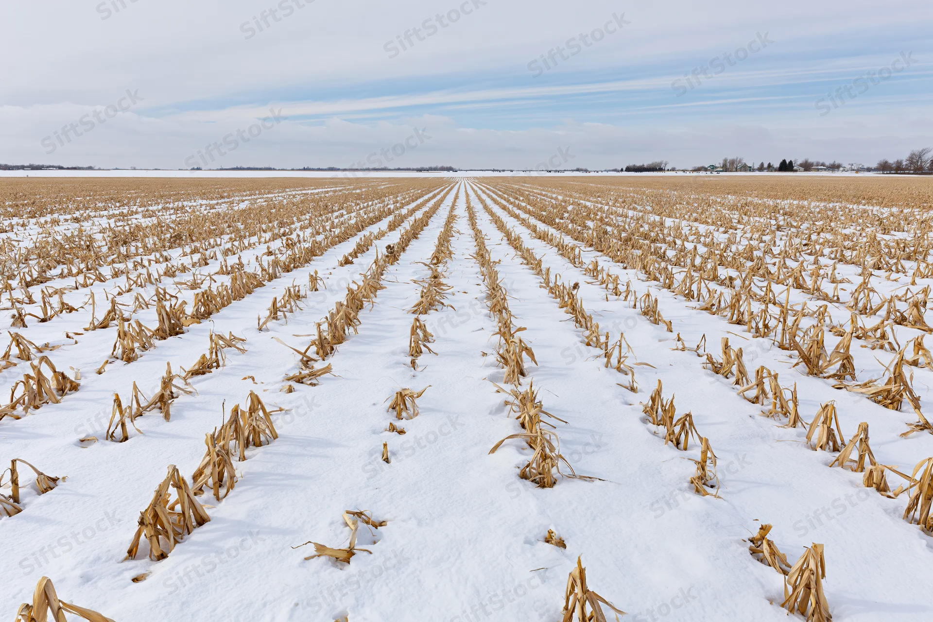 Harvested corn stubble rows stretching across snow-covered field under winter sky