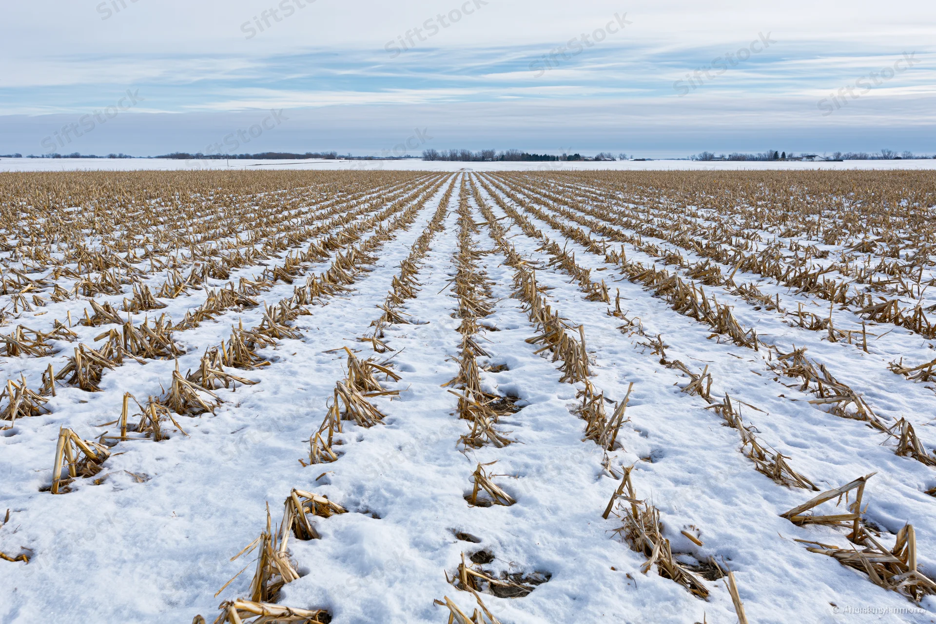 Harvested corn stubble rows stretching across snow-covered field under overcast sky