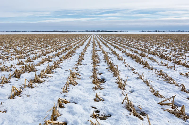 Harvested corn stubble rows stretching across snow-covered field under overcast sky