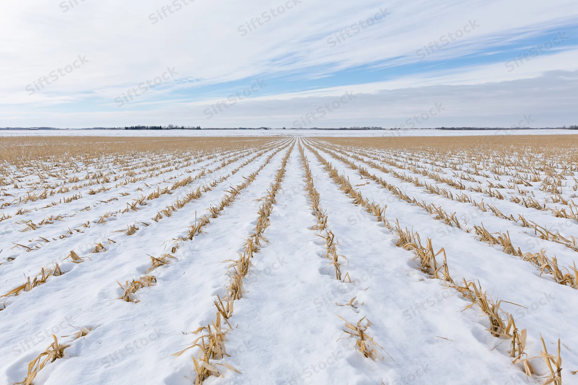 Snow-covered cornfield with rows of stubble stretching to the horizon under a partly cloudy sky