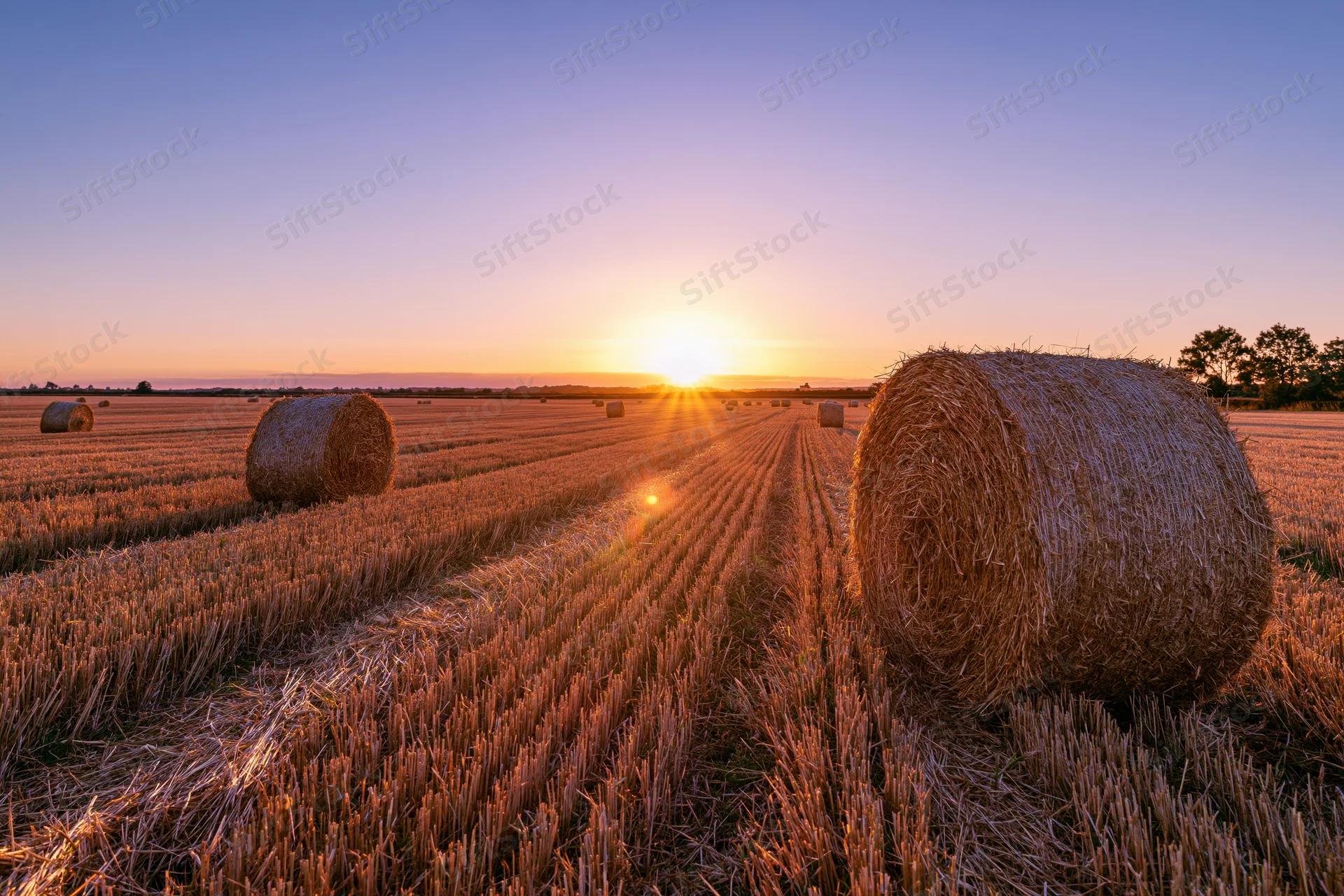 Round hay bales scattered across a harvested wheat field at sunset