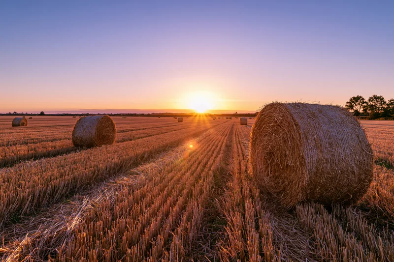 Round hay bales scattered across a harvested wheat field at sunset