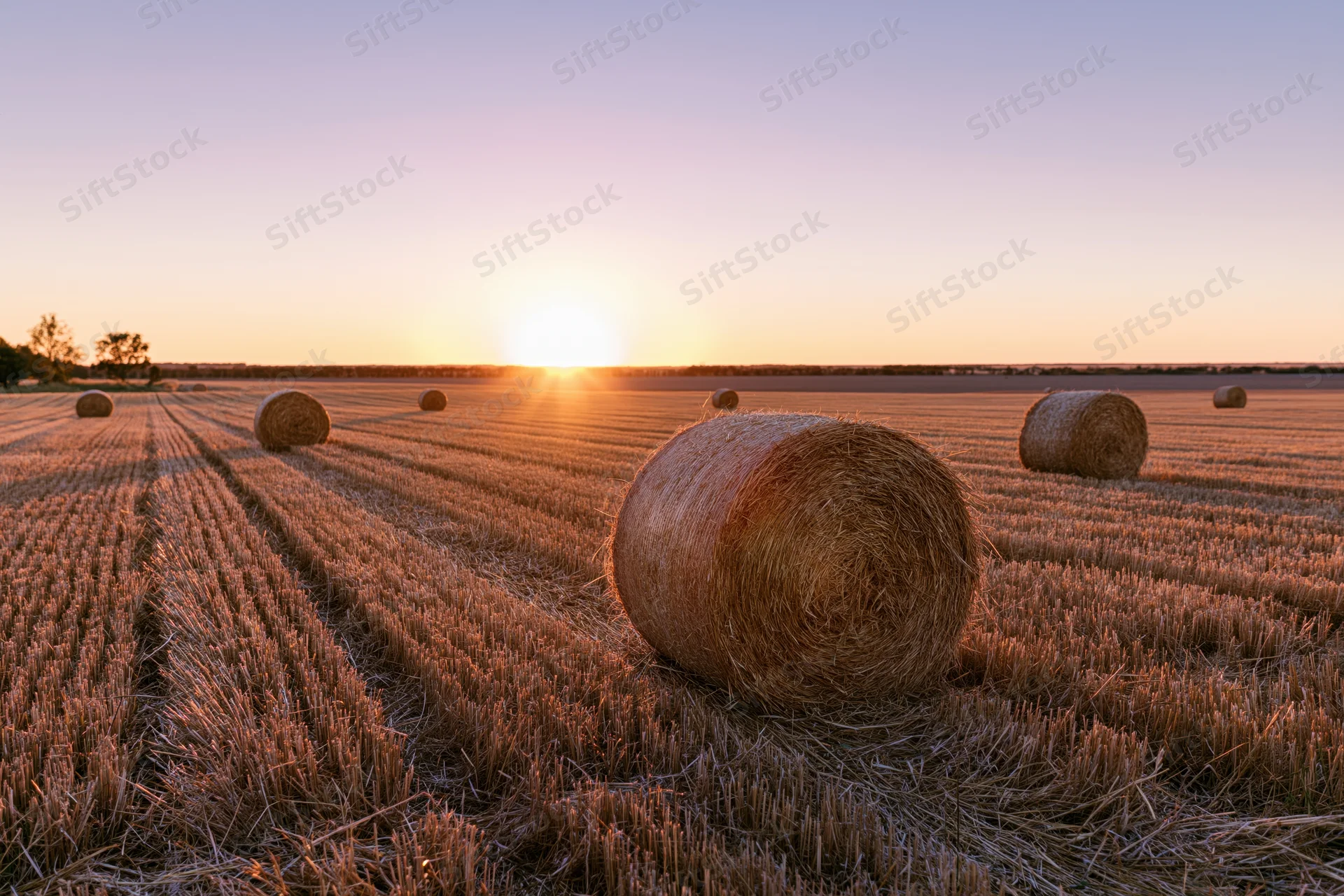 Round hay bales scattered across a harvested wheat field at sunset