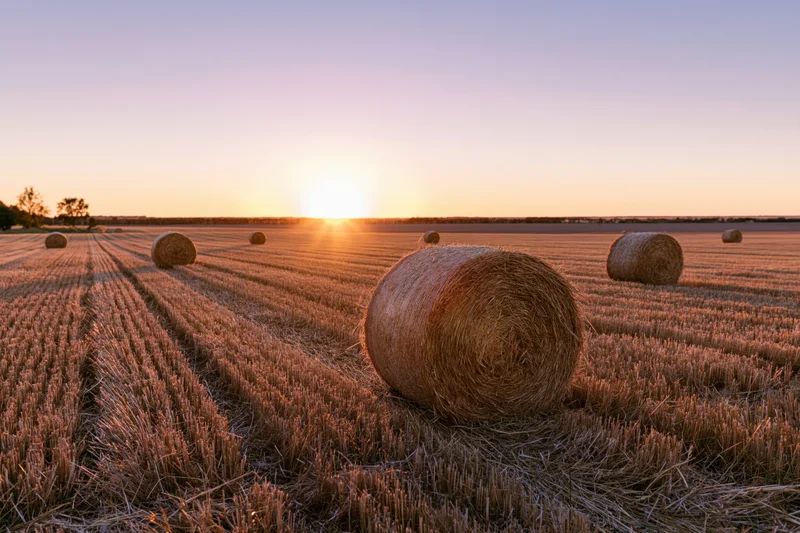 Round hay bales scattered across a harvested wheat field at sunset