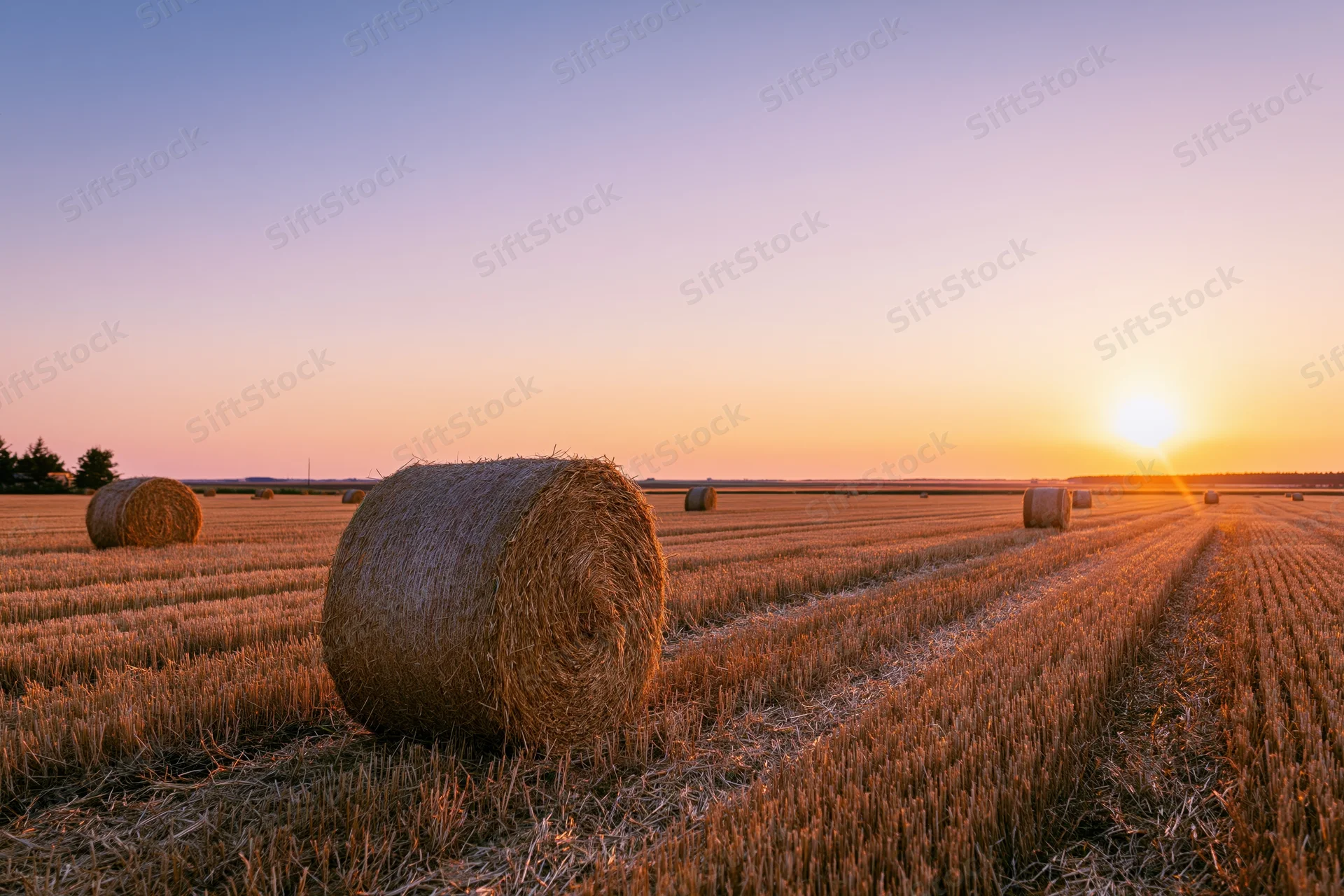 Round hay bales scattered across a harvested wheat field at sunset