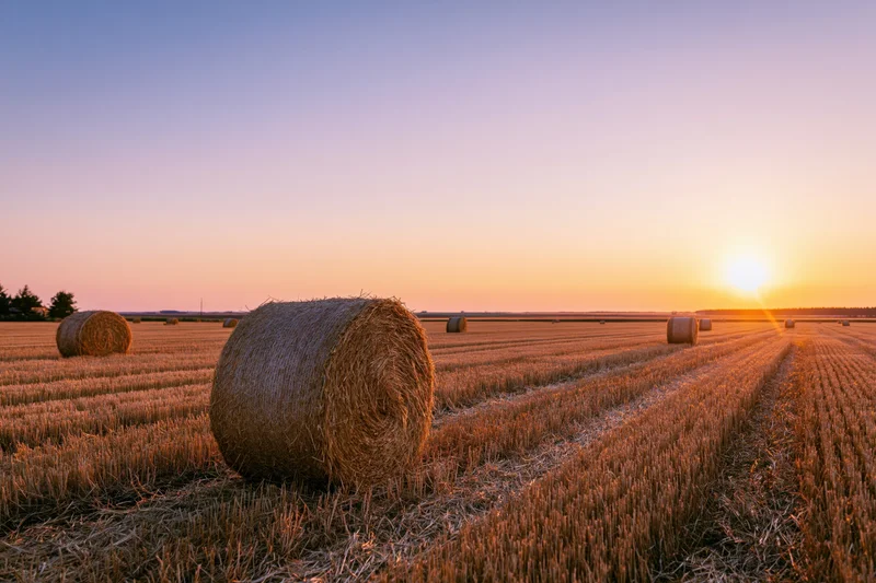 Round hay bales scattered across a harvested wheat field at sunset