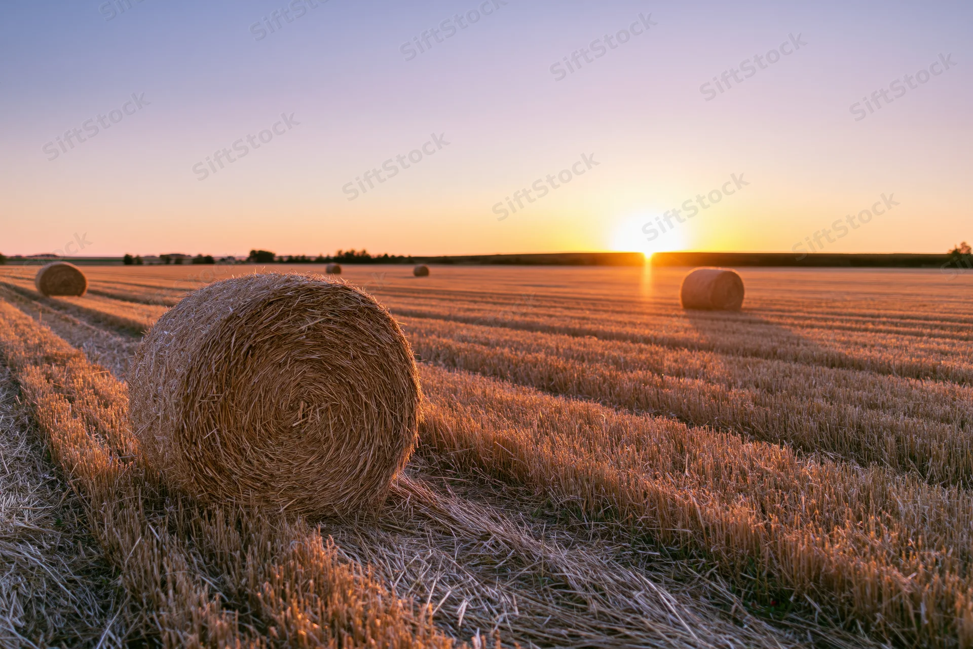 Round hay bales in a harvested wheat field at sunset