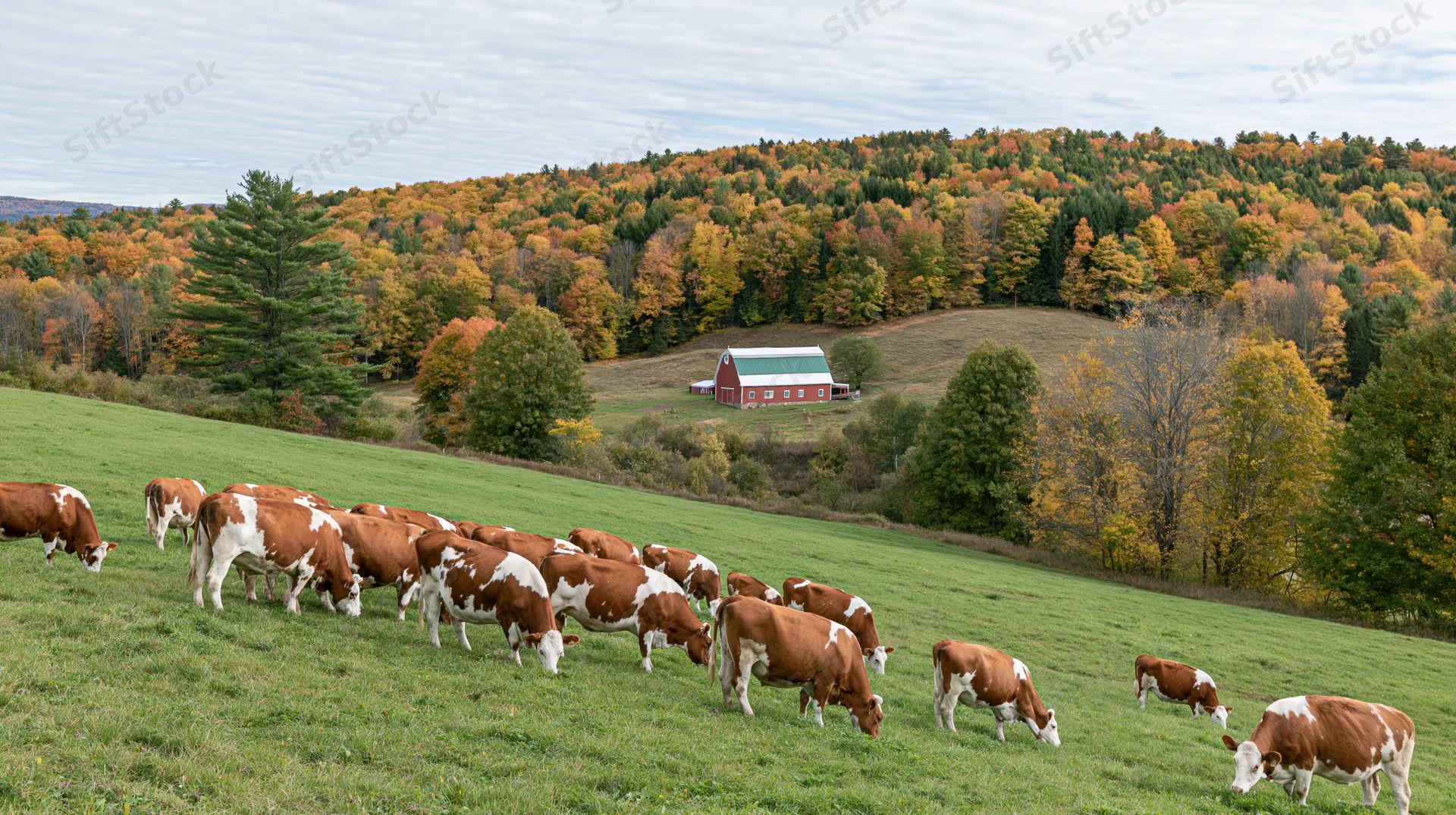 Herd of brown and white cattle grazing on a gently sloping green pasture with a red barn and autumn trees in the background