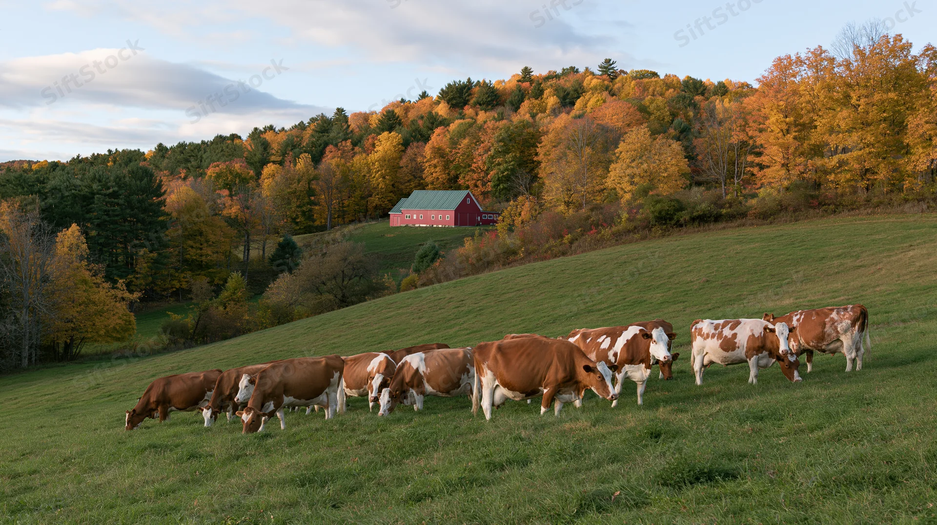 Herd of brown and white cattle grazing on a gently sloping pasture with a red barn and autumn trees in the background