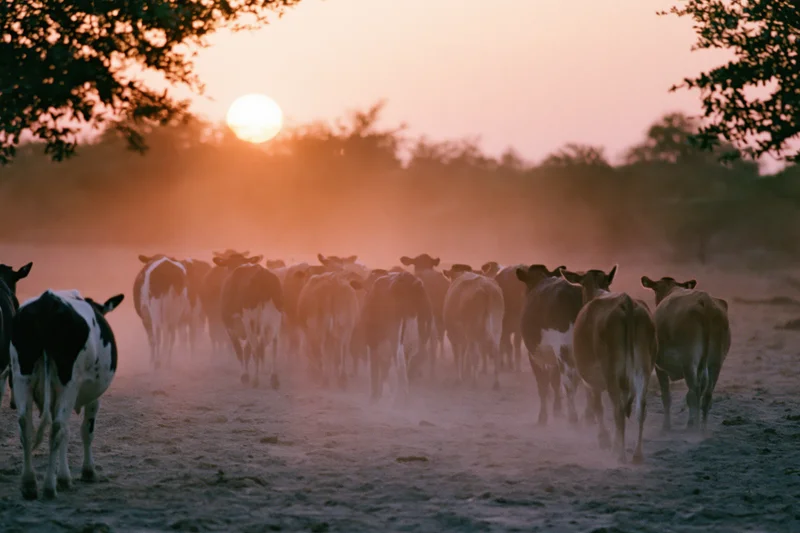 Herd of cattle walking away across a dusty pasture at sunset