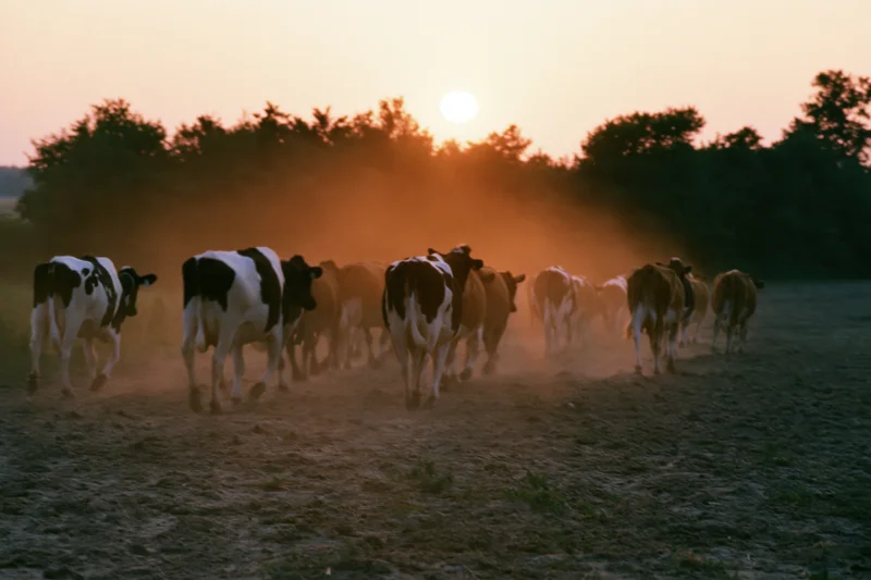 Herd of cattle walking away across dusty pasture at sunset