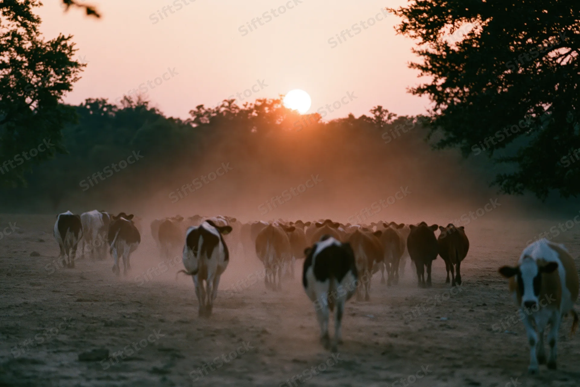 Herd of cattle walking away across a dusty open pasture toward sunset