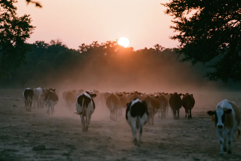 Herd of cattle walking away across a dusty open pasture toward sunset