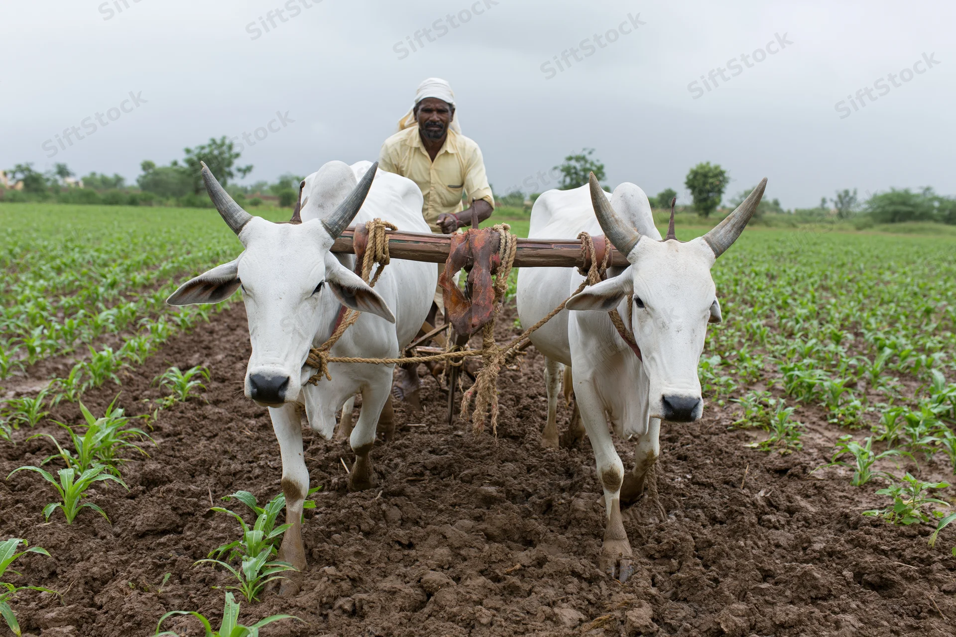 Indian farmer guiding two white brahman oxen pulling a wooden plow through a tilled field