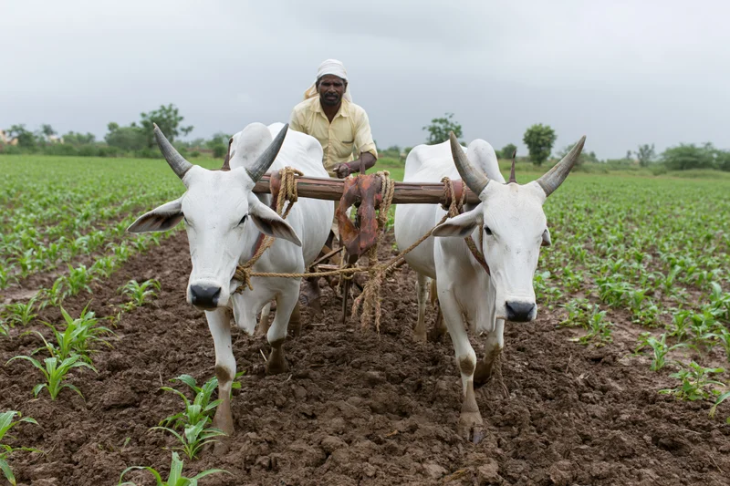 Indian farmer guiding two white brahman oxen pulling a wooden plow through a tilled field