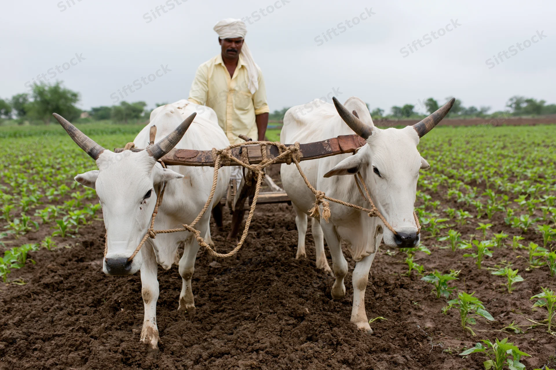Indian farmer guiding two white brahman oxen pulling a wooden plow through a tilled field