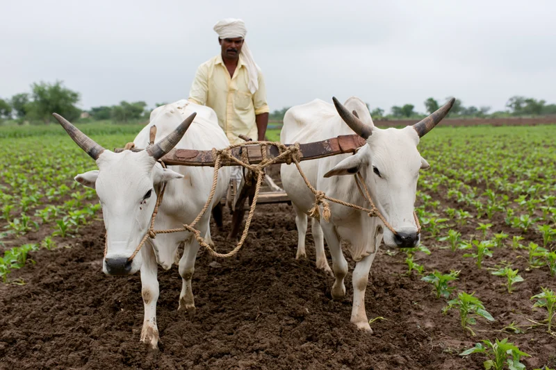 Indian farmer guiding two white brahman oxen pulling a wooden plow through a tilled field