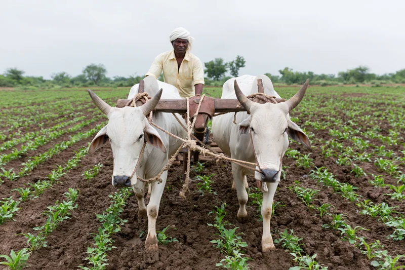 Indian farmer guiding two white brahman oxen pulling a wooden plow through a tilled field with young crops in rows