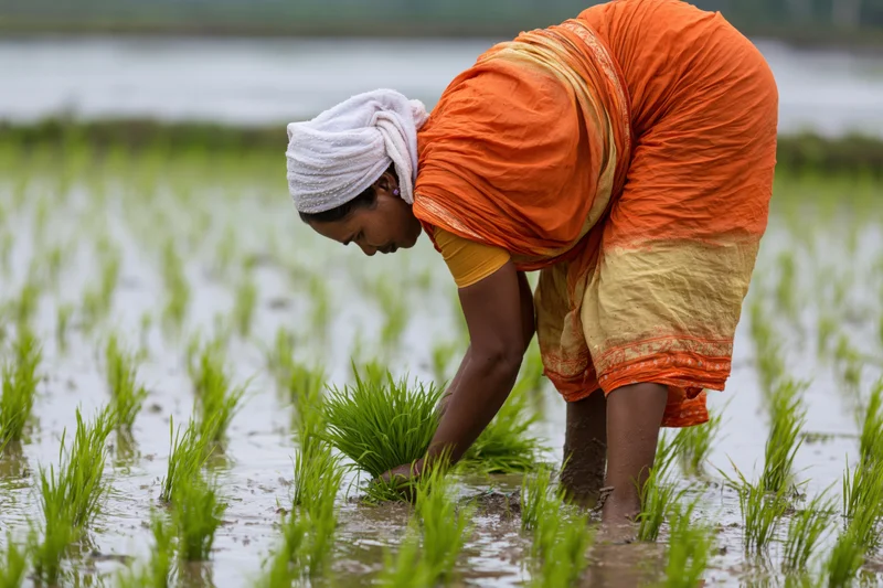 Indian woman farmer bent forward planting rice seedlings in a flooded paddy field