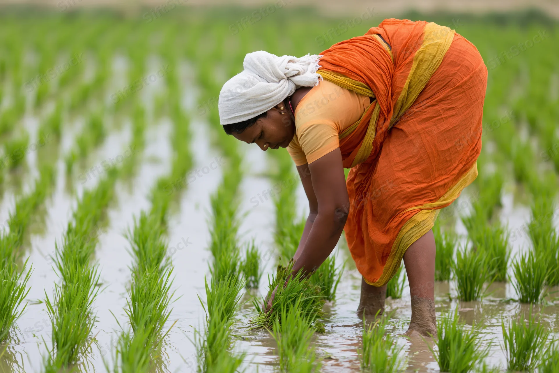 Indian woman farmer bent forward planting rice seedlings in a flooded paddy field