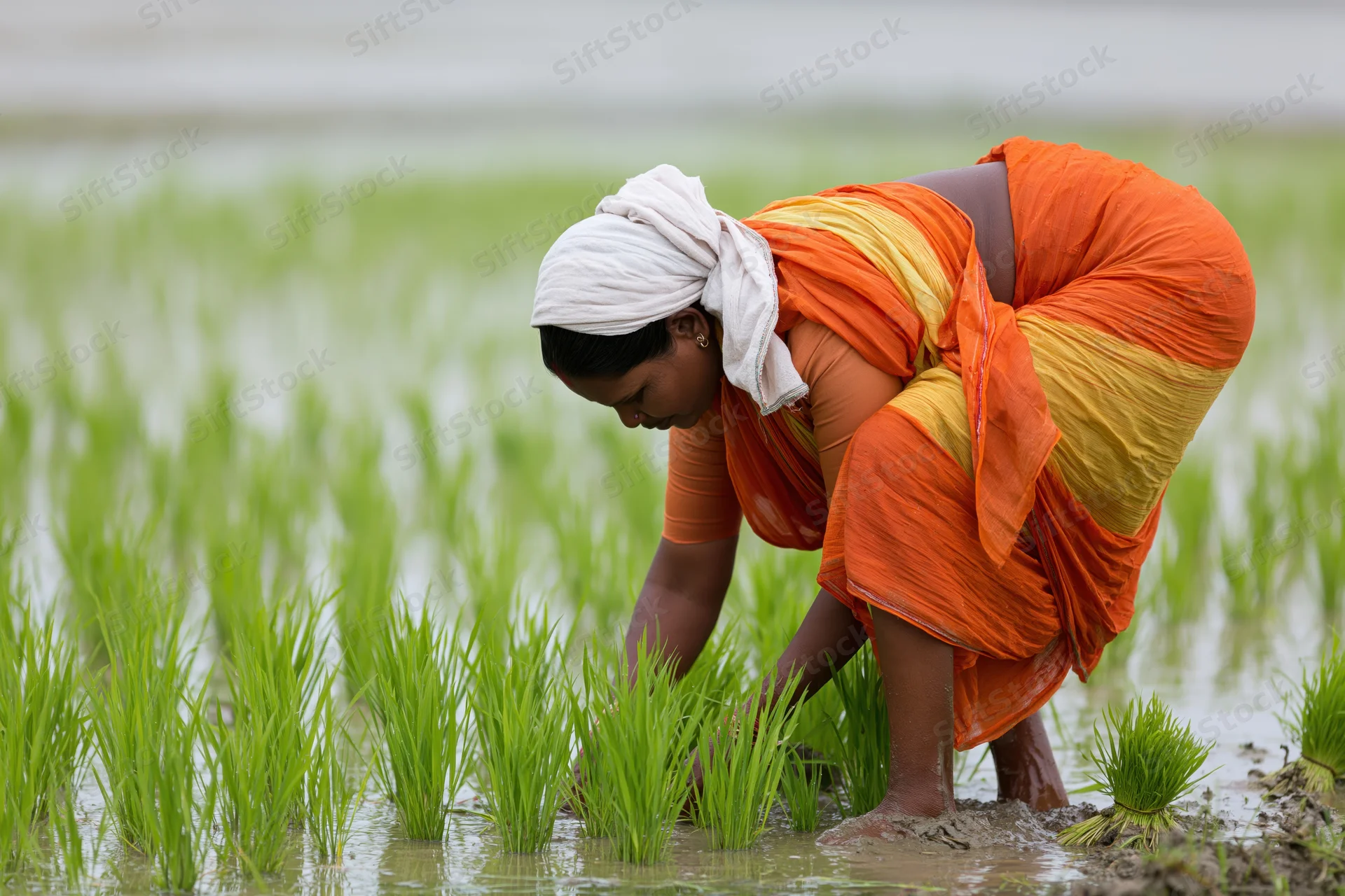Indian woman farmer bending to plant rice seedlings in a flooded paddy field