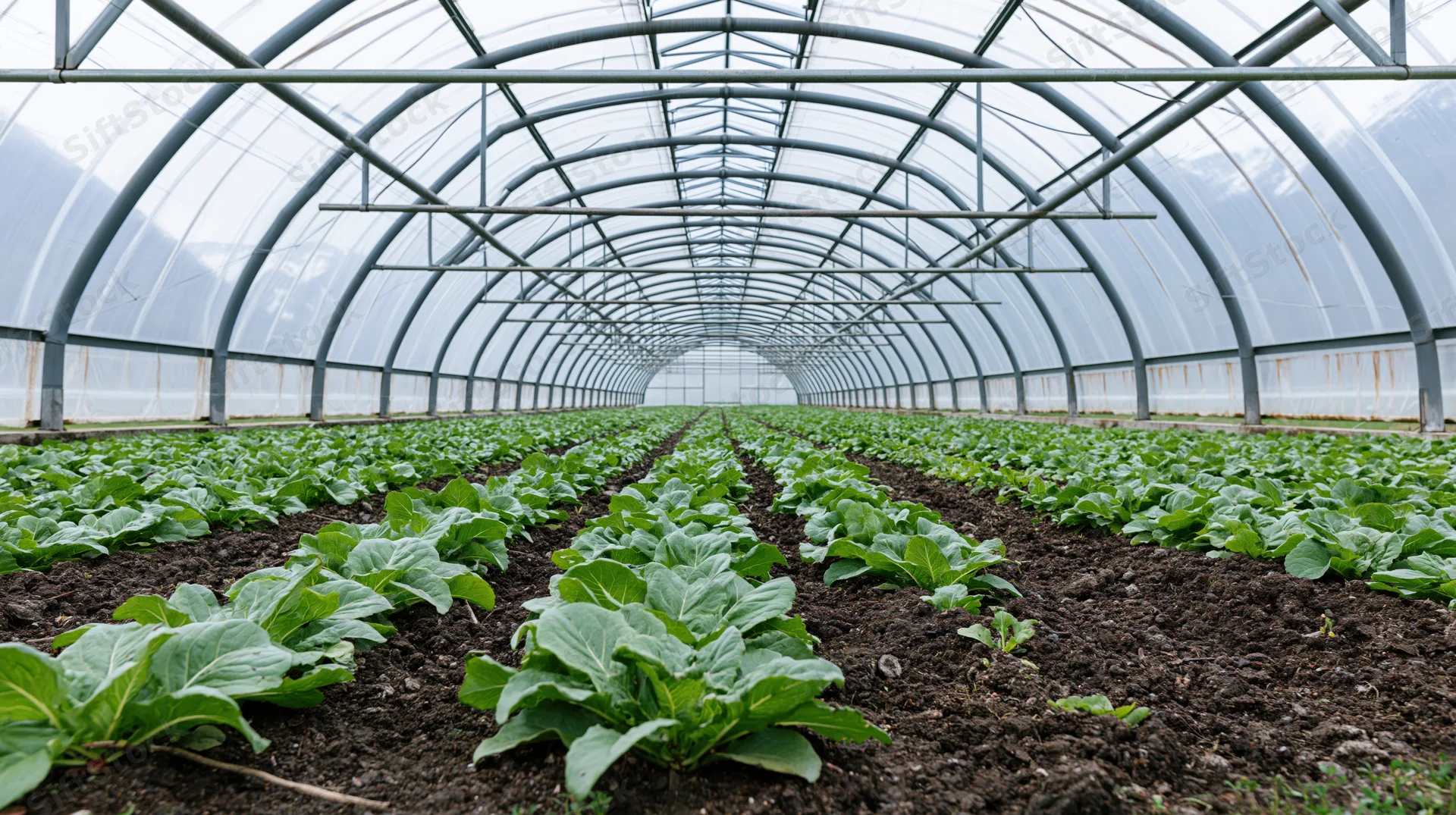 Rows of leafy green plants growing in soil inside a large commercial greenhouse with metal frame and transparent plastic roof