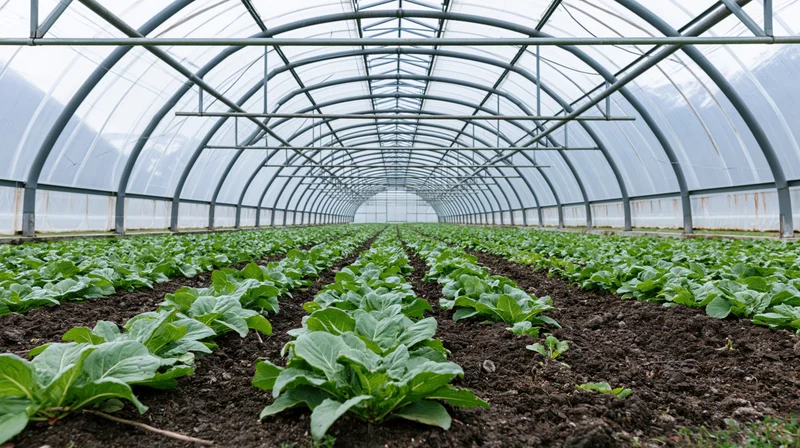 Rows of leafy green plants growing in soil inside a large commercial greenhouse with metal frame and transparent plastic roof