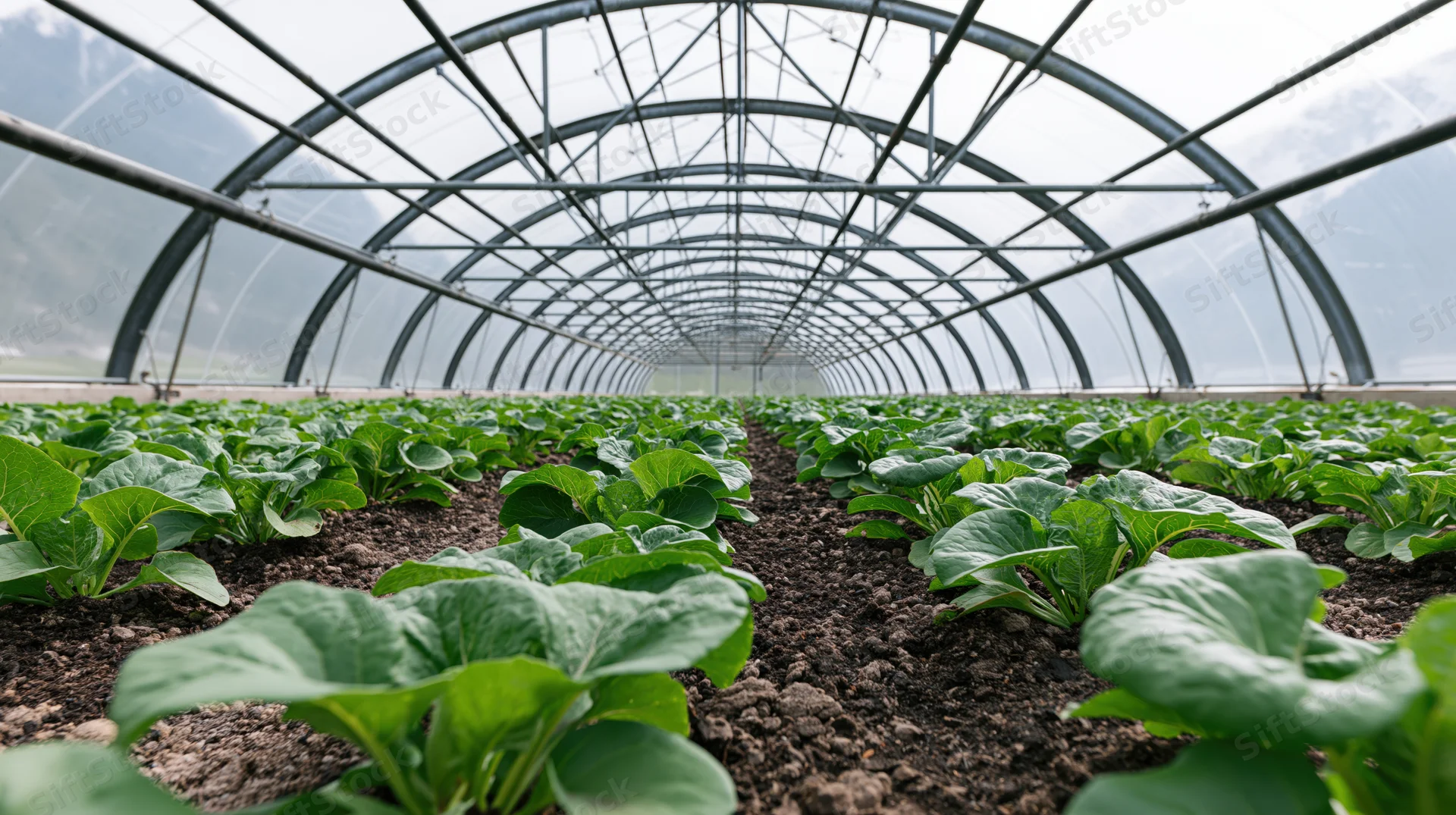 Rows of leafy green plants growing in soil inside a large arched greenhouse structure