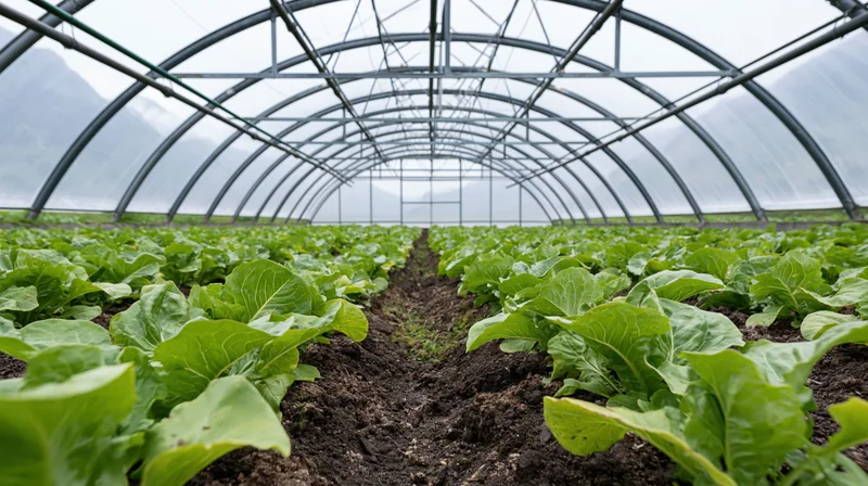 Rows of lettuce growing in soil inside a large arched greenhouse with metal frame and transparent cover