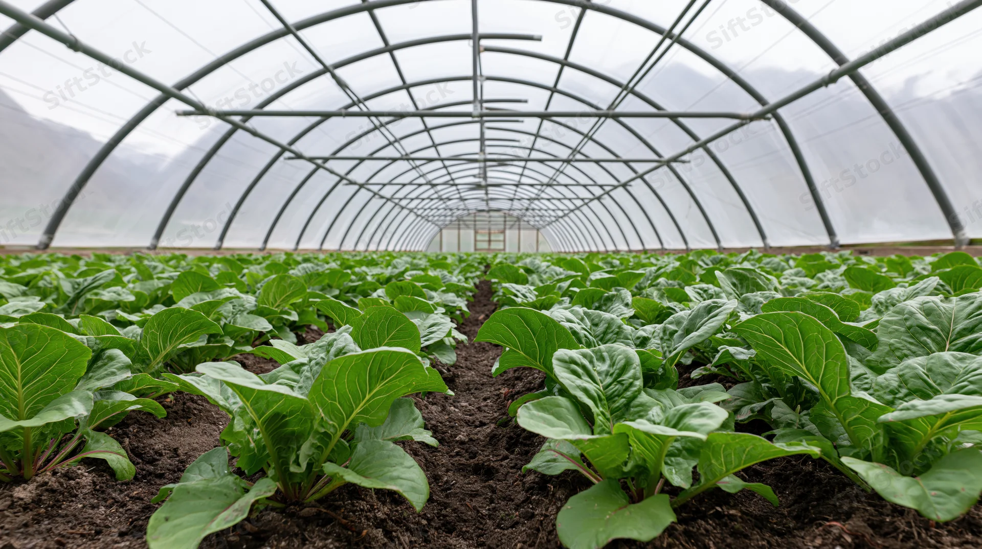 Rows of leafy green lettuce growing in soil inside a large commercial greenhouse with arched metal frame and transparent plastic cover