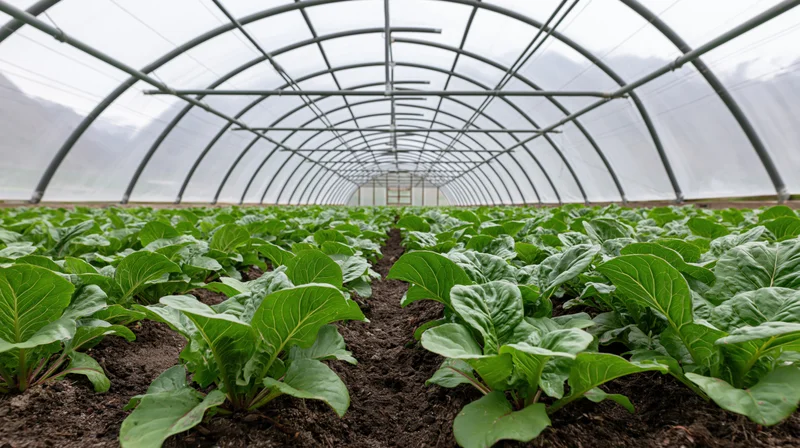 Rows of leafy green lettuce growing in soil inside a large commercial greenhouse with arched metal frame and transparent plastic cover