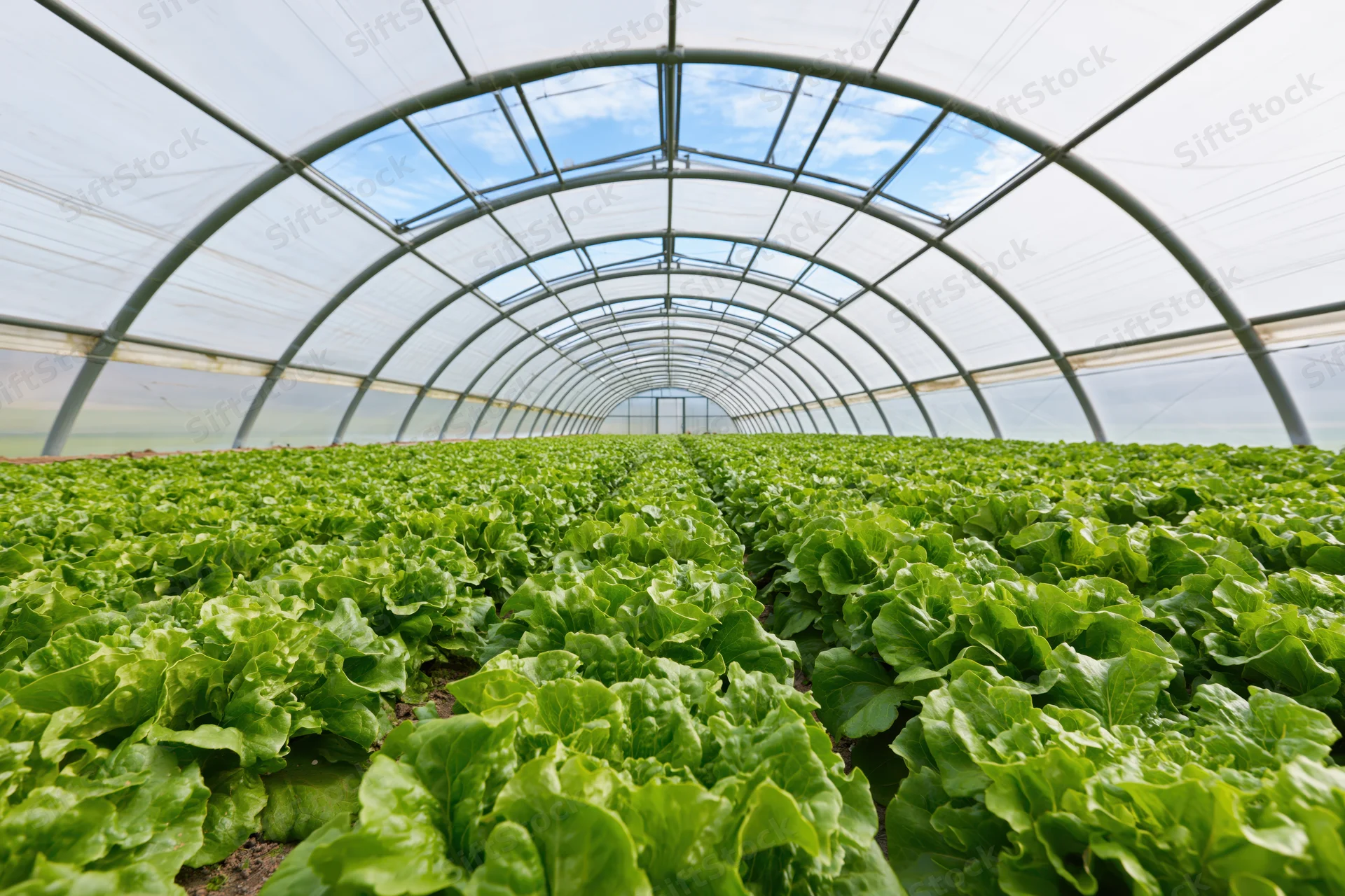 Rows of green lettuce growing inside a polytunnel greenhouse with arched metal frame and transparent plastic cover
