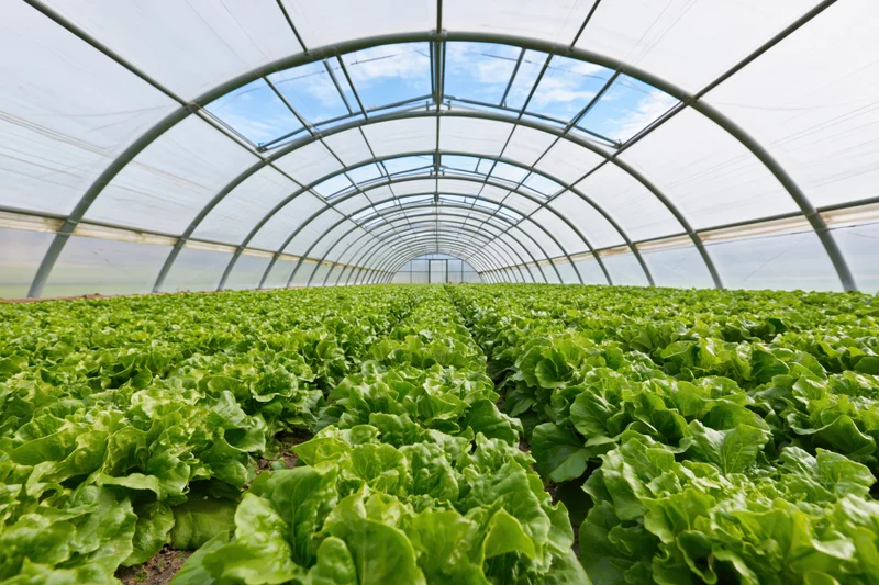 Rows of green lettuce growing inside a polytunnel greenhouse with arched metal frame and transparent plastic cover