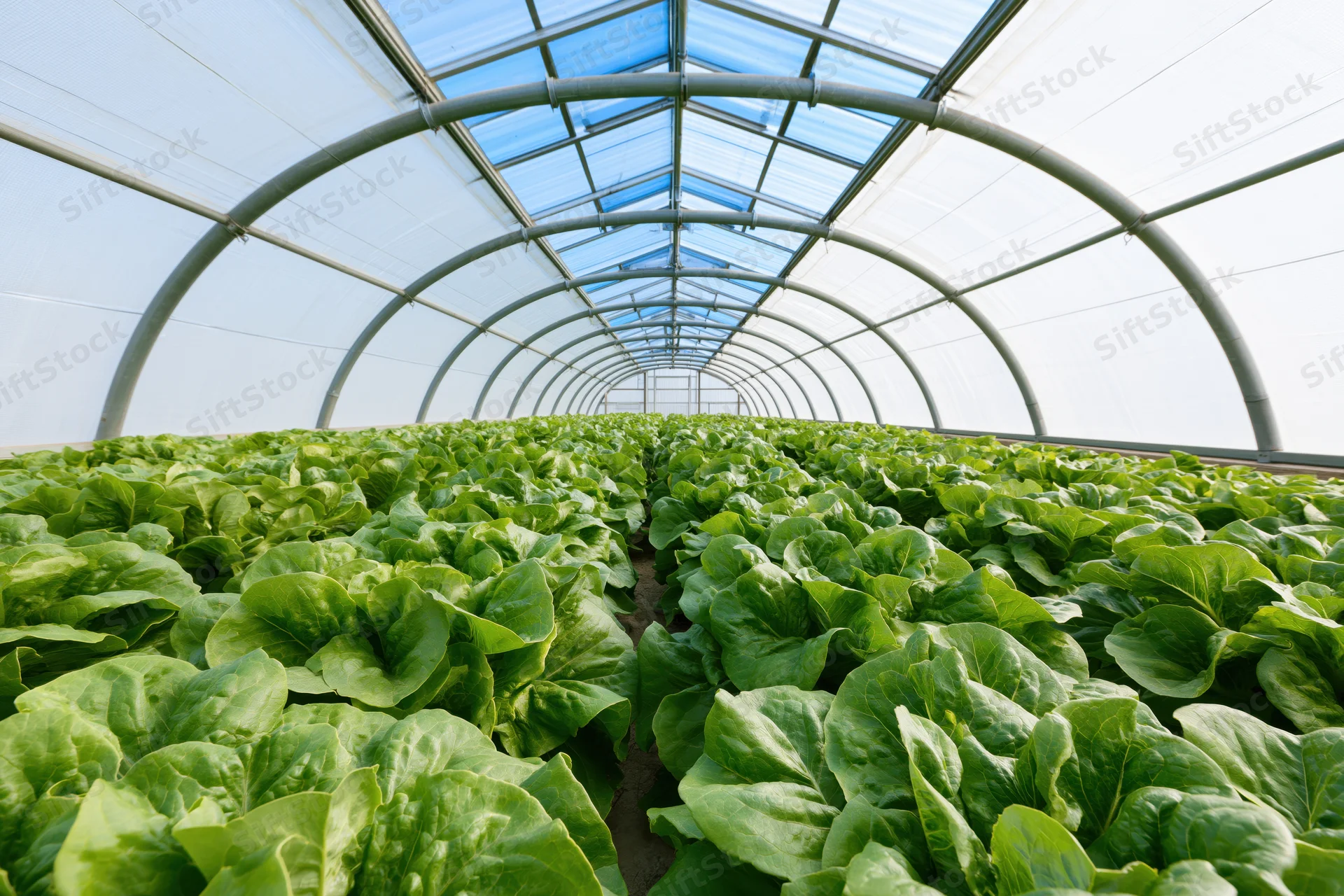 Rows of green lettuce growing inside a polytunnel greenhouse with arched metal frame and transparent roof