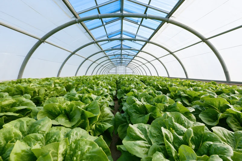 Rows of green lettuce growing inside a polytunnel greenhouse with arched metal frame and transparent roof