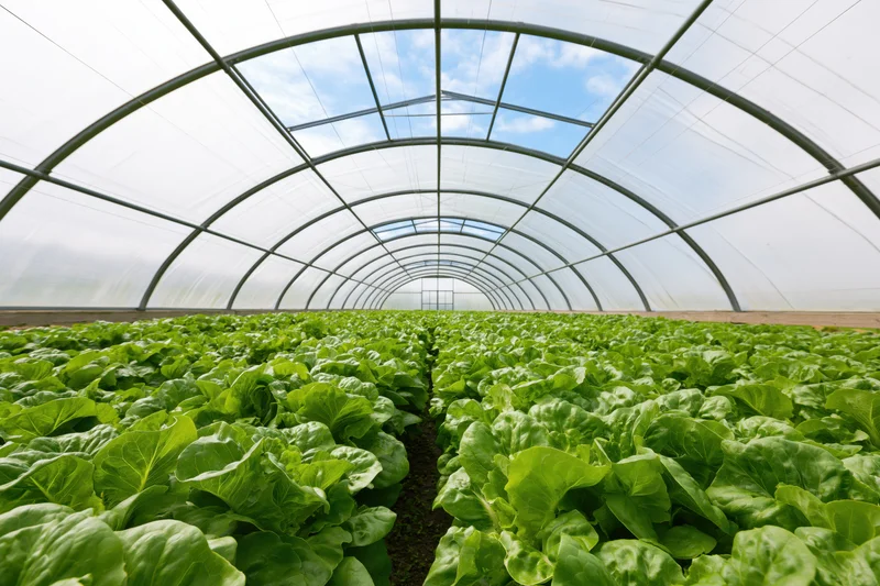 Rows of green lettuce growing inside a polytunnel greenhouse under a transparent arched roof