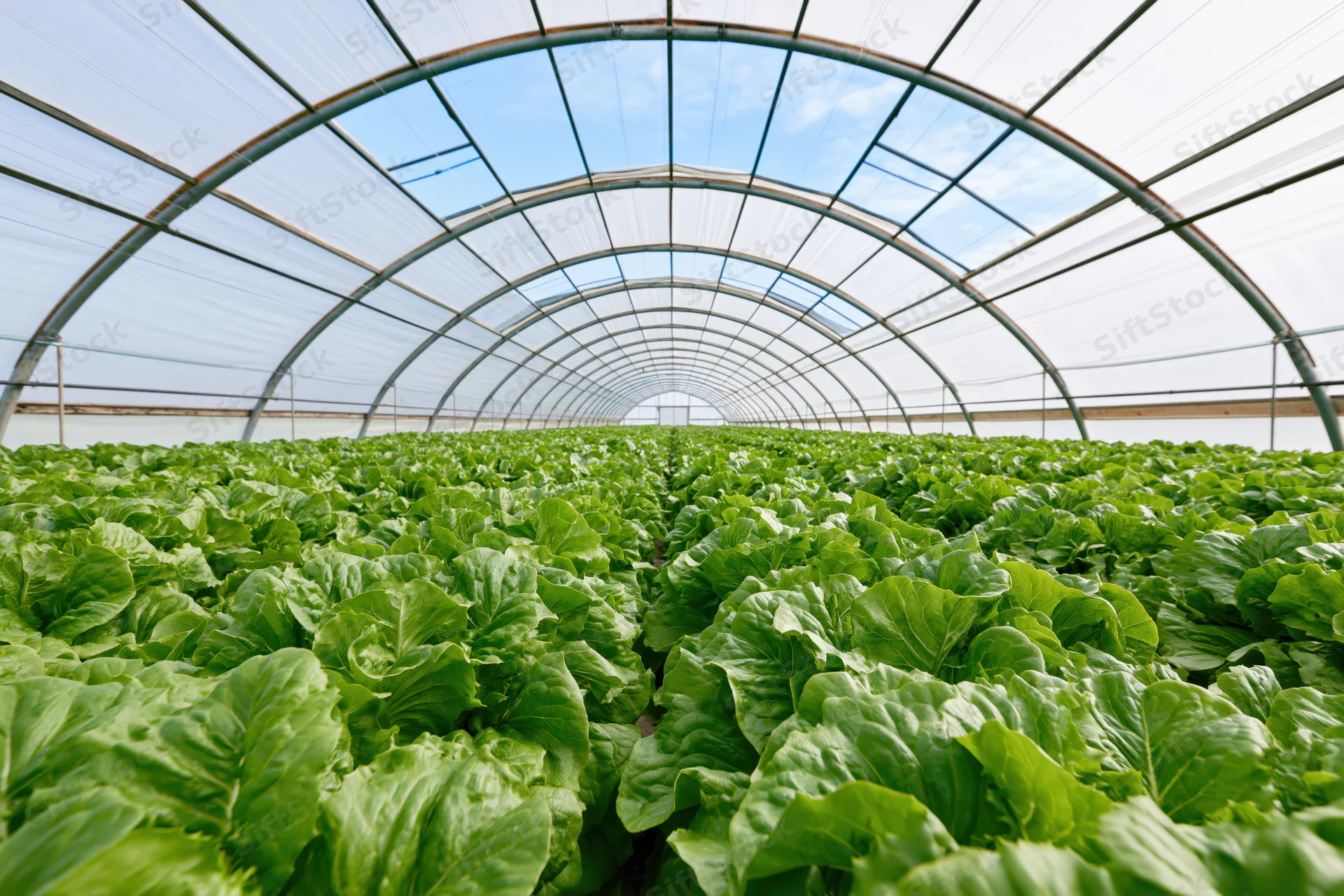Rows of green lettuce growing inside a polytunnel greenhouse with arched metal frame and transparent roof