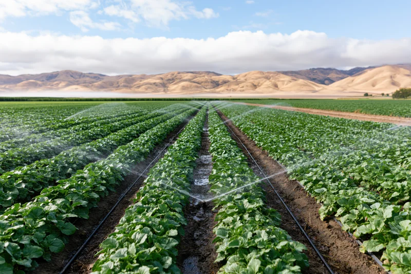 Irrigated crop rows stretching toward distant mountains under a partly cloudy sky