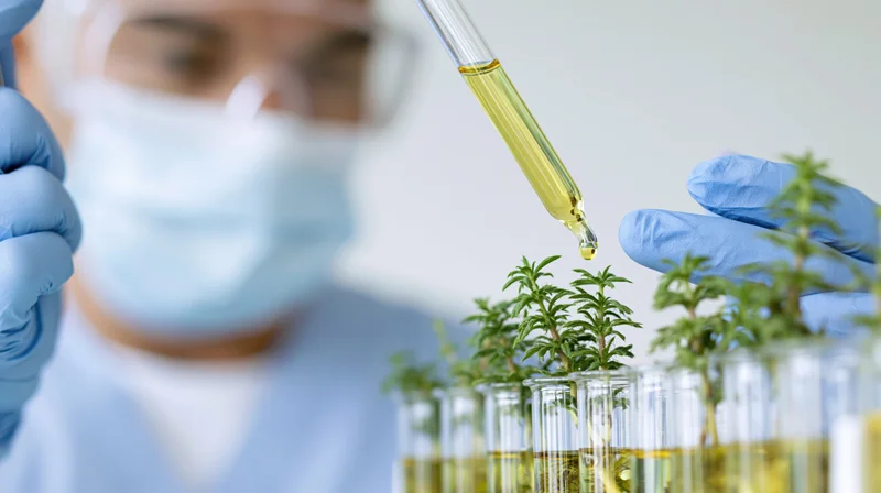 Scientist using pipette to drop oil onto plants in test tubes in laboratory