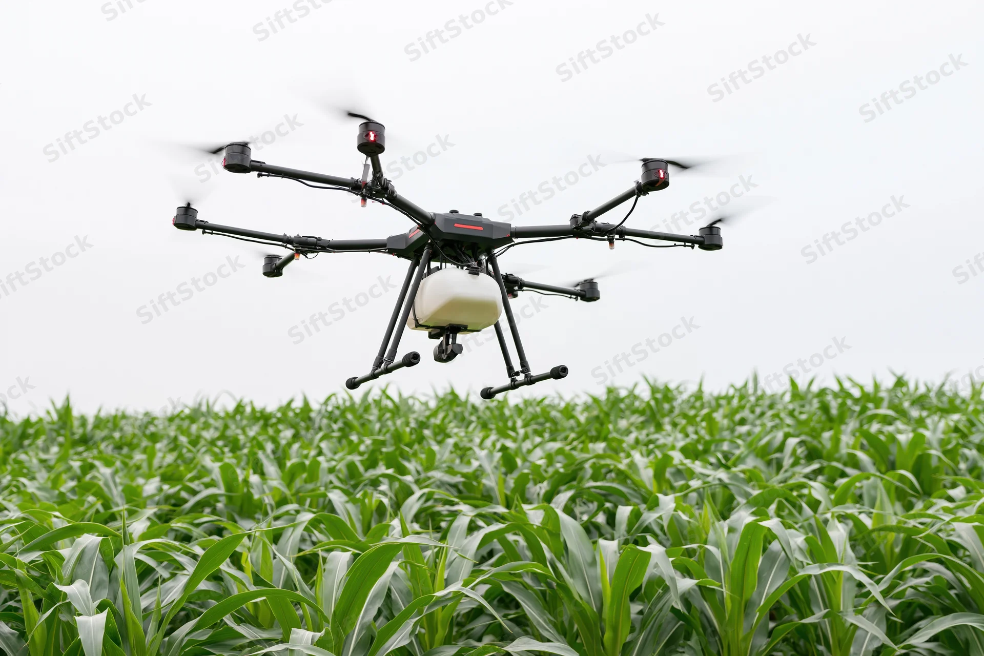 Agricultural drone hovering over cornfield during crop spraying operation