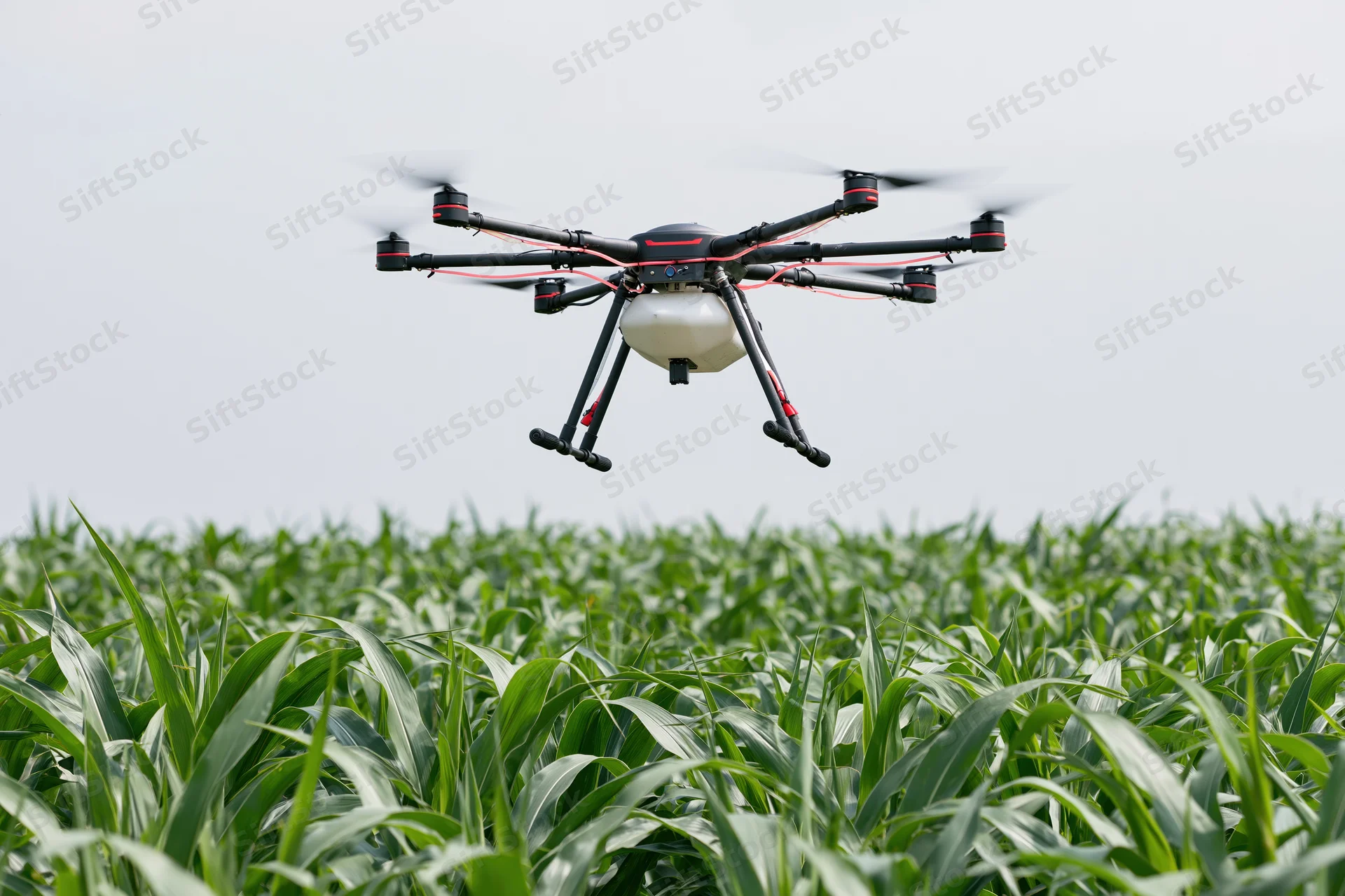Octocopter drone hovering low over a dense cornfield