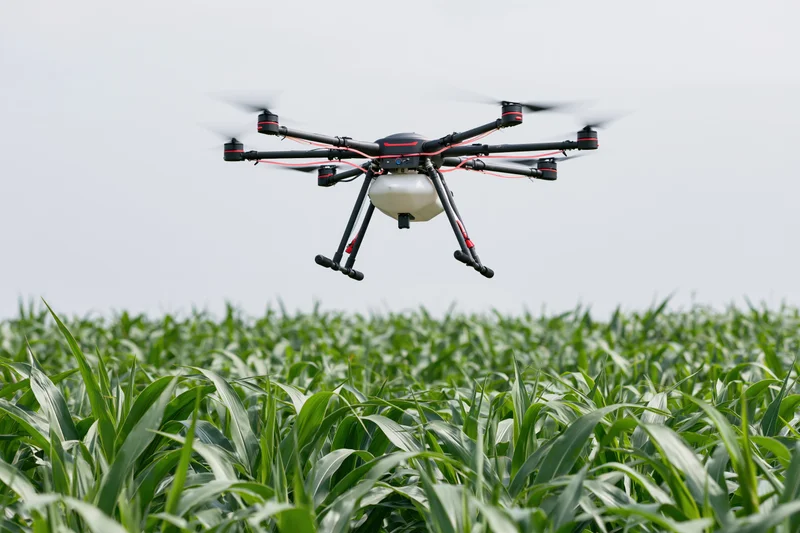 Octocopter drone hovering low over a dense cornfield
