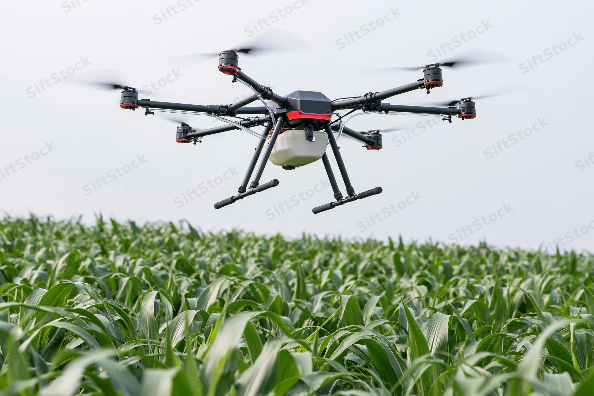 Agricultural drone hovering over a cornfield during daytime