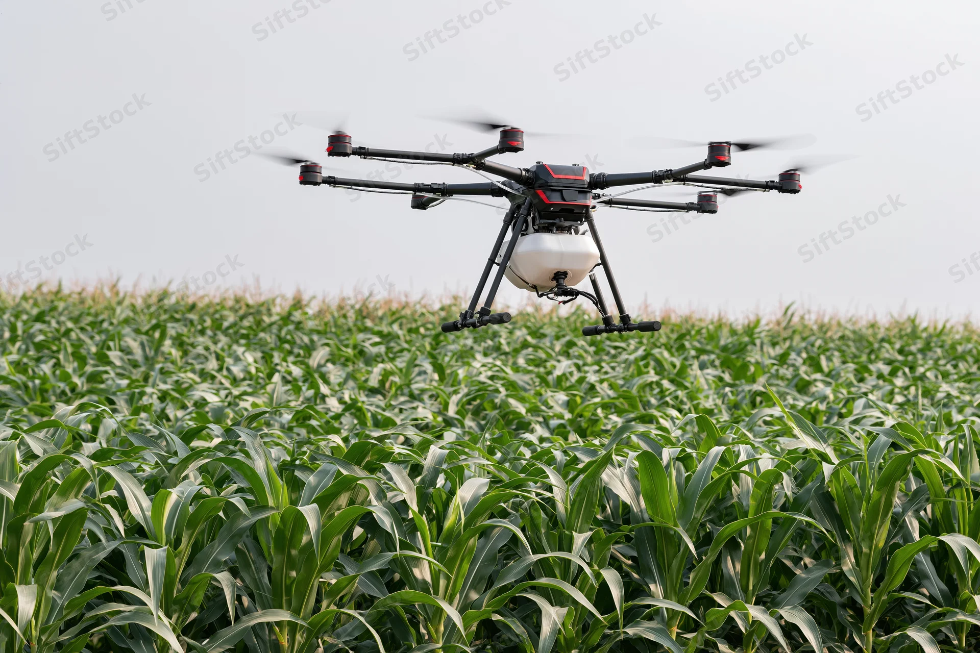 Octocopter drone hovering low over a dense cornfield during daytime
